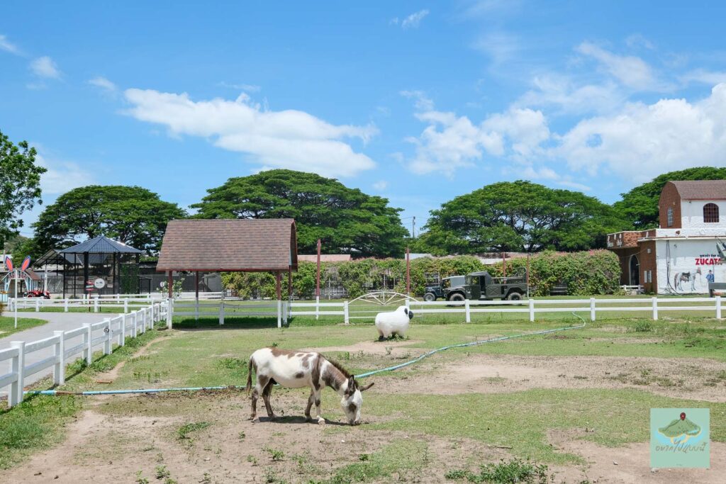 zucata sheep farm